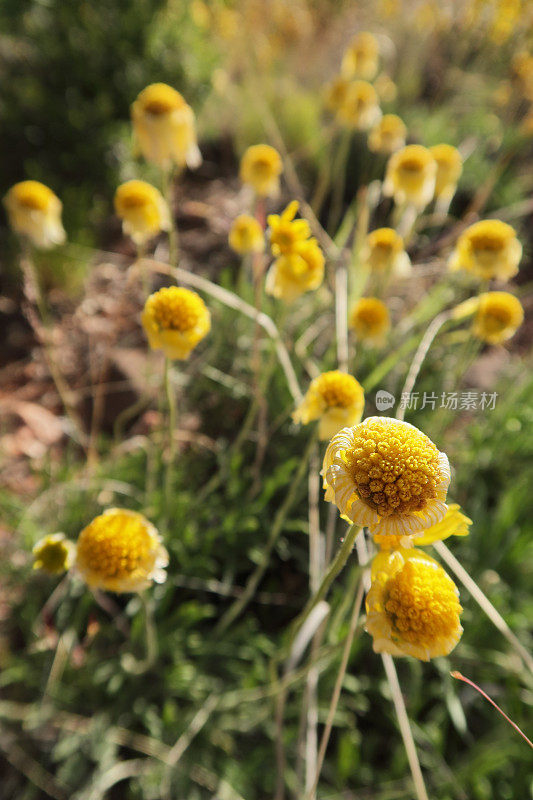 无茎四神经雏菊Tetraneuris acaulis花